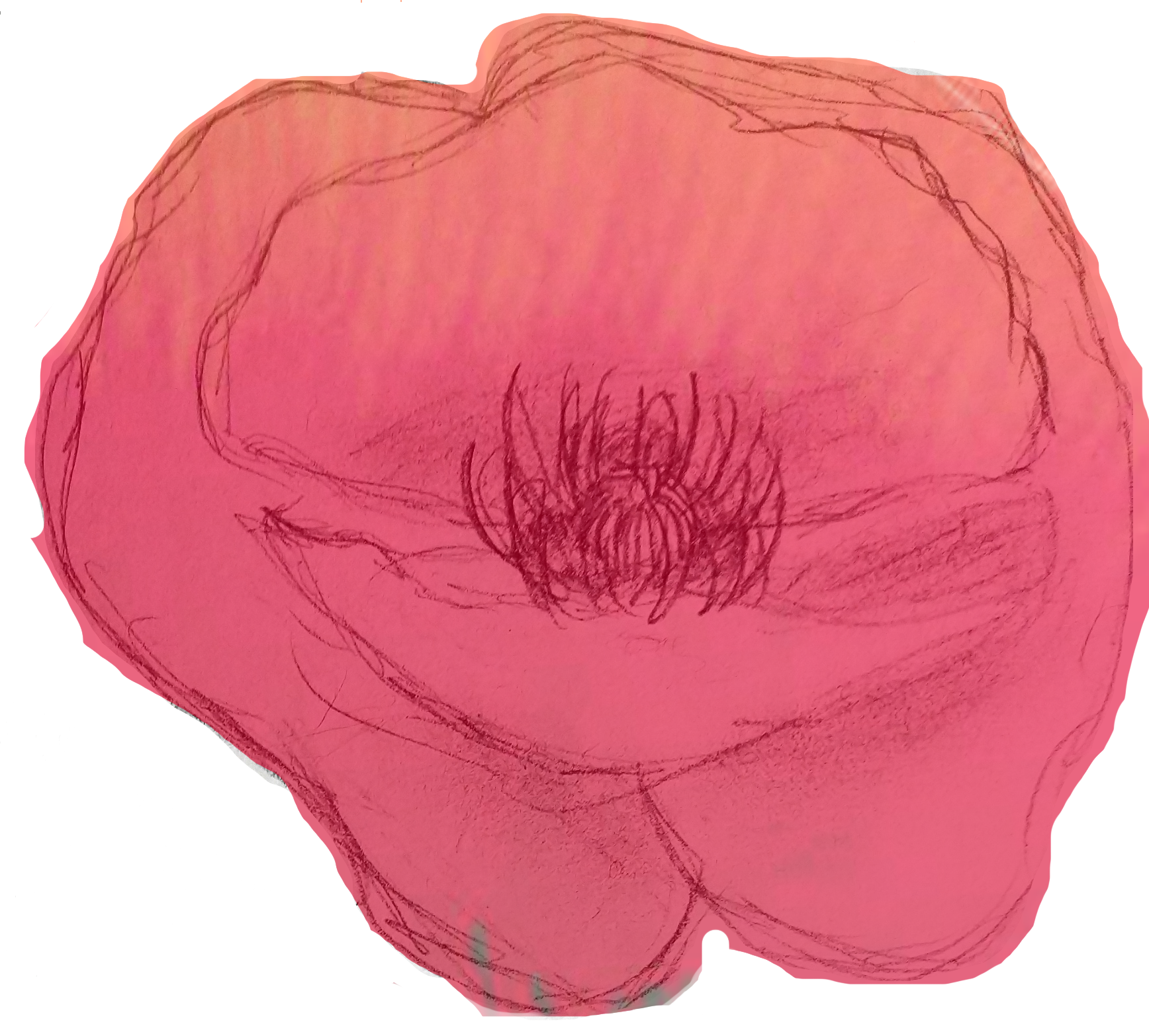 Poppy Drawing Honoring 'H'